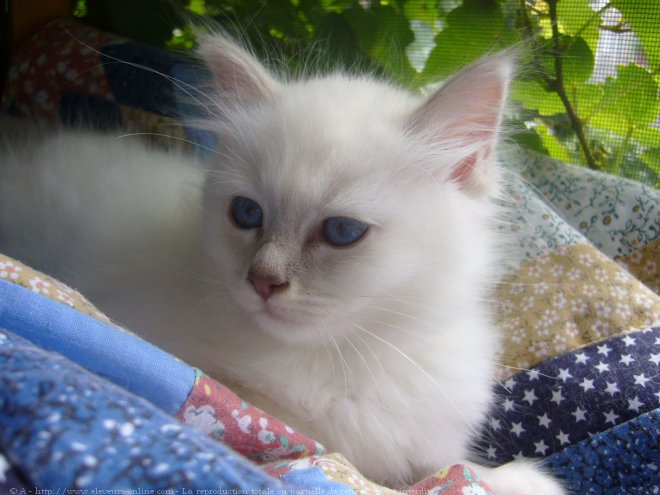 Photo de Sacr de birmanie