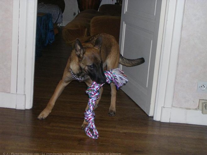 Photo de Berger belge malinois