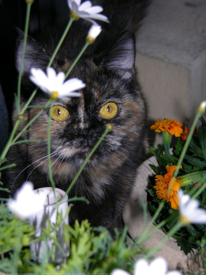 Photo d'Exotic shorthair