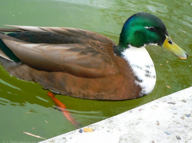 Photo de Canard