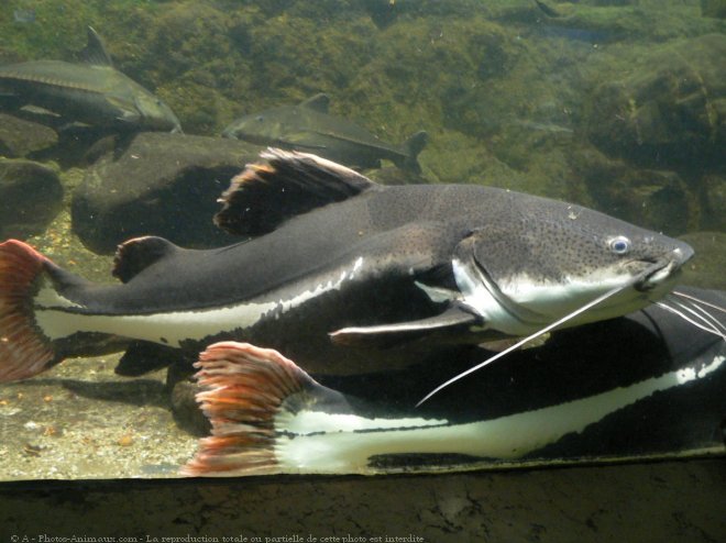 Photo de Poissons exotiques