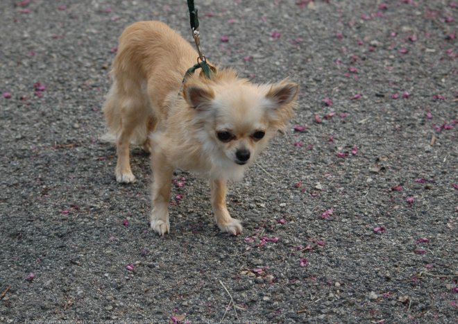 Photo de Chihuahua  poil long