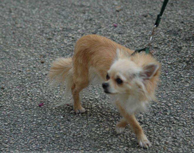 Photo de Chihuahua  poil long