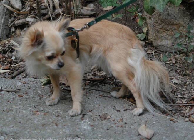 Photo de Chihuahua  poil long