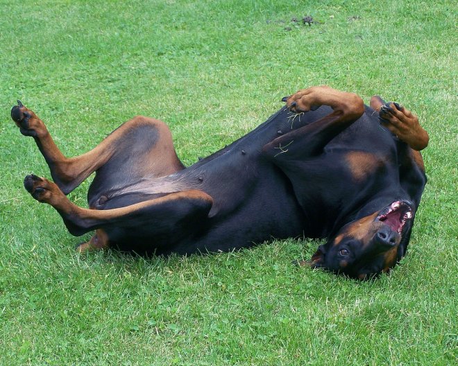 Photo de Dobermann