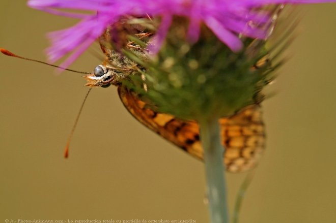 Photo de Papillon