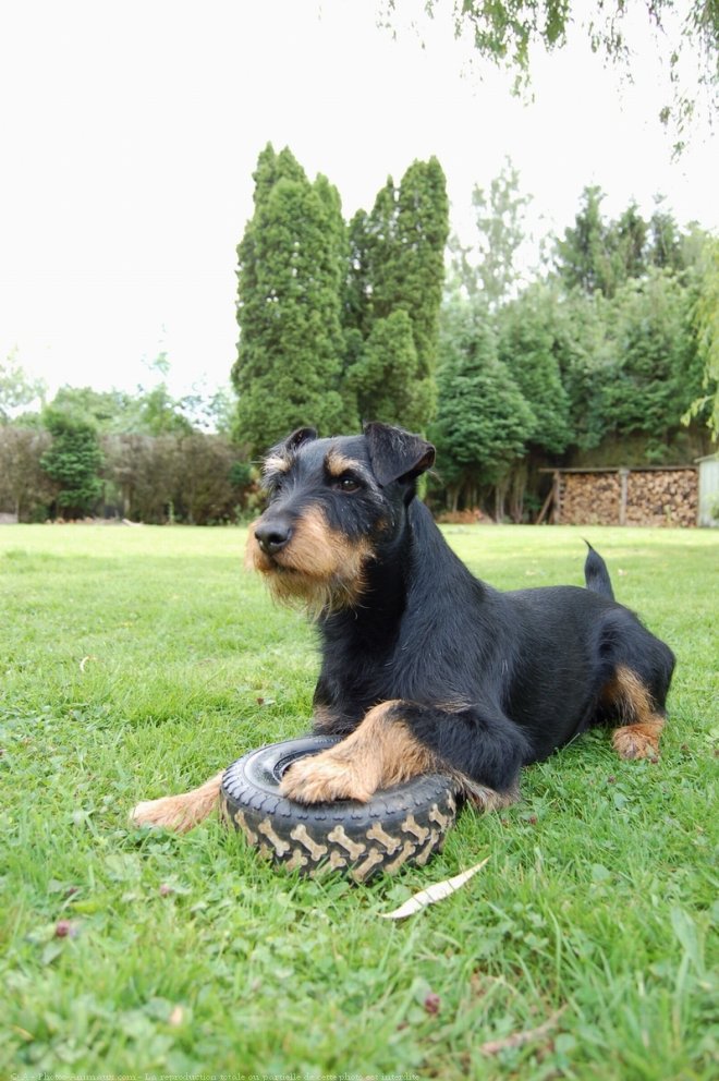 Photo de Jagdterrier allemand