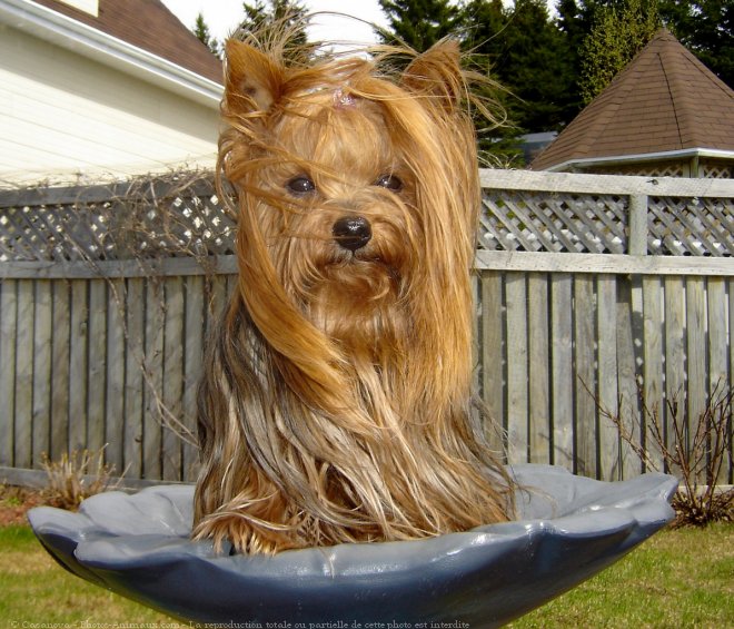 Photo de Yorkshire terrier