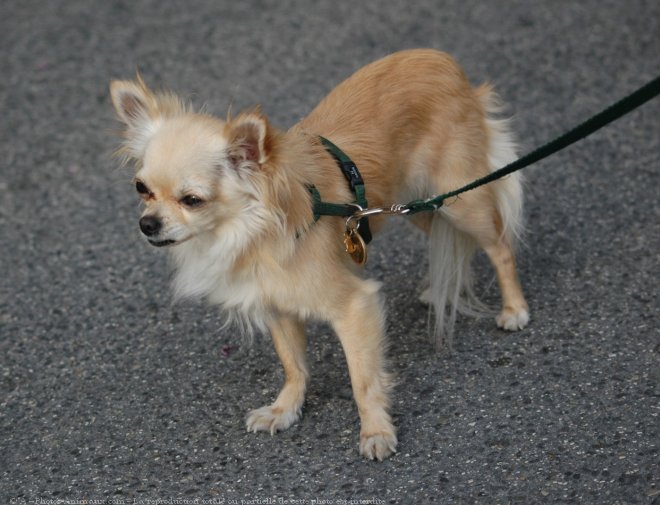 Photo de Chihuahua  poil long