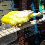 Photo de Canari