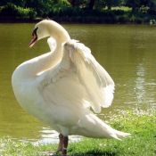 Photo de Cygne