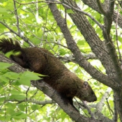 Photo de Marmotte