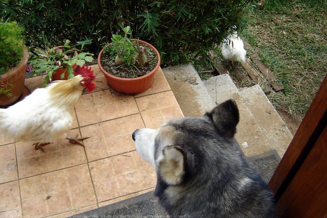 Photo de Races diffrentes