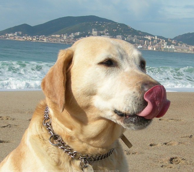 Photo de Labrador retriever