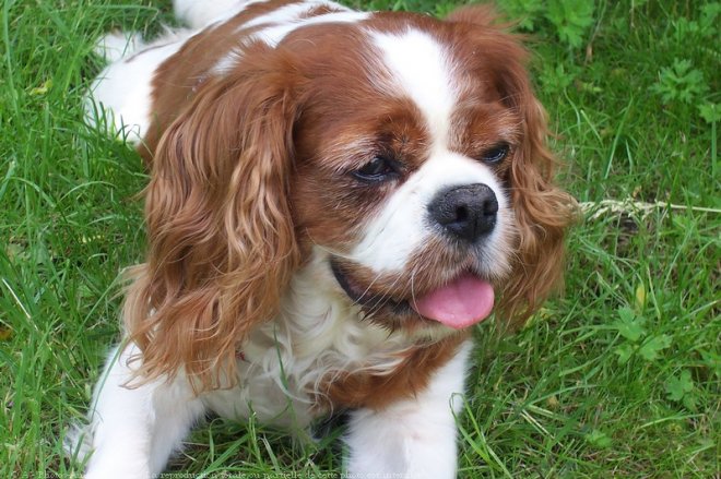 Photo de Cavalier king charles spaniel