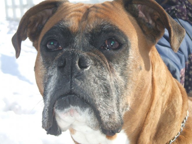 Photo de Boxer