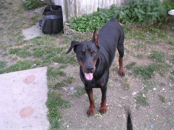 Photo de Dobermann