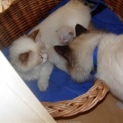 Photo de Ragdoll