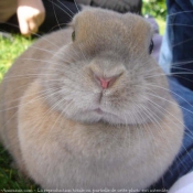 Photo de Lapin