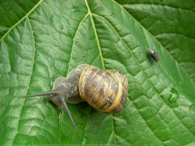 Photo d'Escargot