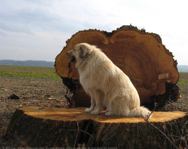 Photo de Chien de berger yougoslave de charplanina