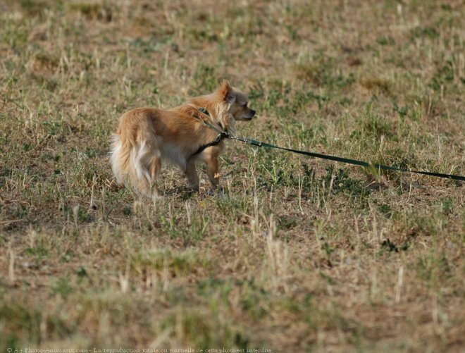 Photo de Chihuahua  poil long