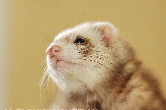 Photo de Furet