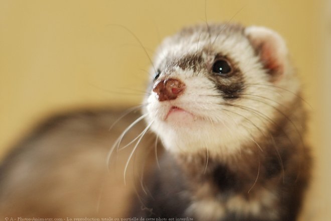 Photo de Furet