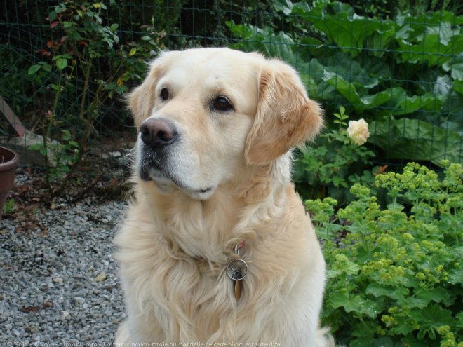 Photo de Golden retriever