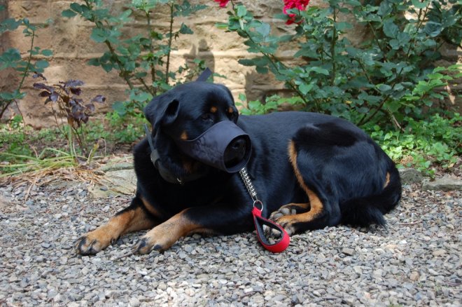 Photo de Rottweiler