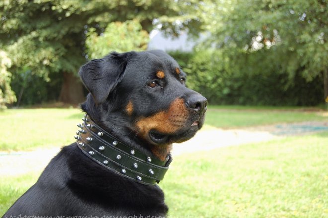 Photo de Rottweiler