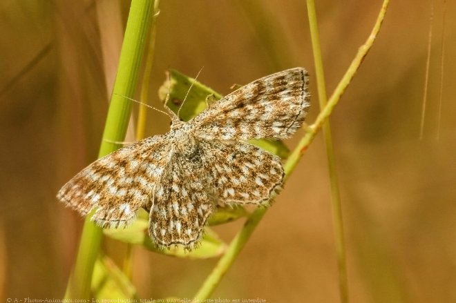 Photo de Papillon