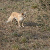 Photo de Chihuahua  poil long