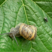 Photo d'Escargot