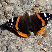 Photo de Papillon