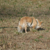 Photo de Chihuahua  poil long