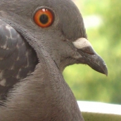 Photo de Pigeon