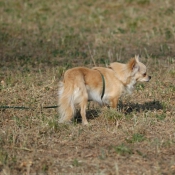 Photo de Chihuahua  poil long