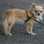 Photo de Chihuahua  poil long