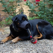 Photo de Rottweiler