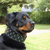 Photo de Rottweiler