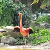 Photo de Flamand rose