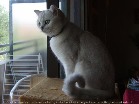 Photo de British shorthair