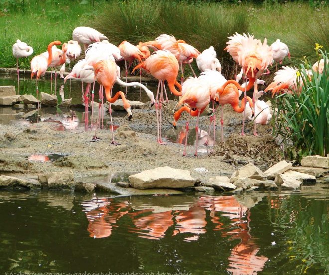 Photo de Flamand rose