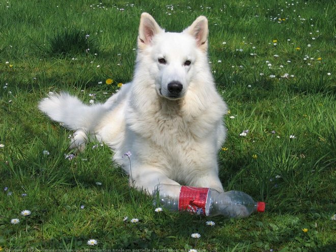 Photo de Berger blanc suisse