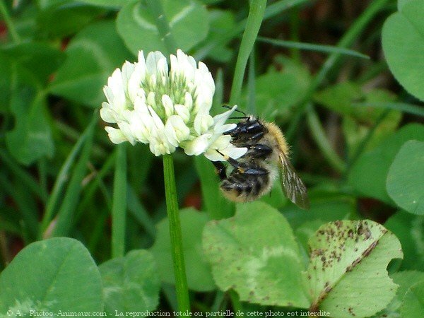 Photo d'Abeille