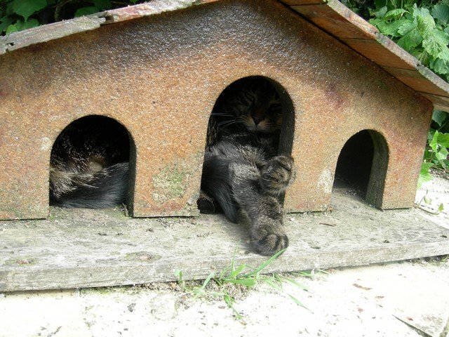 Photo de Chat domestique