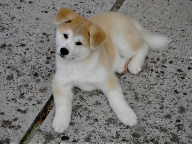 Photo d'Akita inu