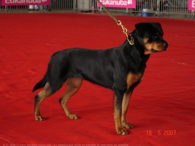 Photo de Rottweiler