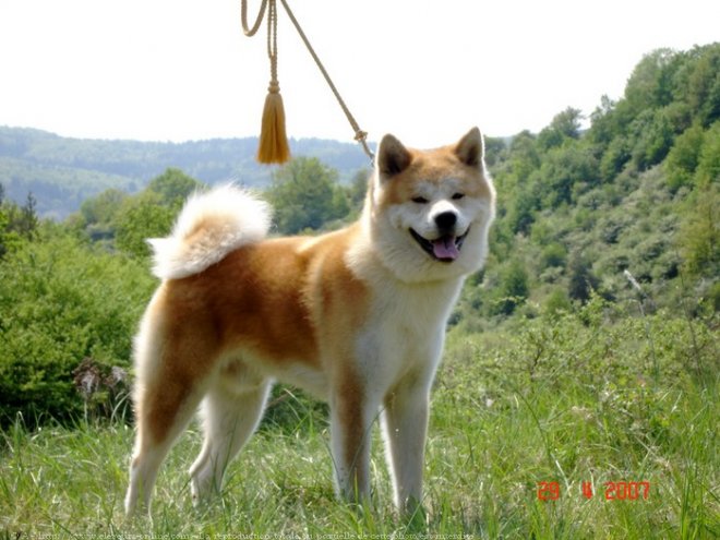 Photo d'Akita inu